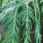 Cupressus cashmeriana Φύλλο