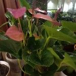 Anthurium andraeanum Linden ex Andréपत्ता