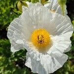 Romneya coulteri പുഷ്പം