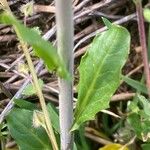 Mummenhoffia alliacea Blad