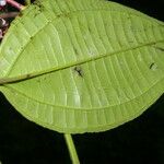 Miconia gracilis Leaf