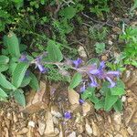 Strobilanthes tomentosa Hábito