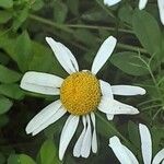 Anthemis cotula പുഷ്പം