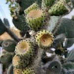 Opuntia leucotricha Vrucht