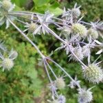 Eryngium planumLorea