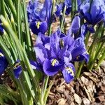 Iris reticulata പുഷ്പം
