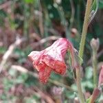 Oenothera stricta Blüte