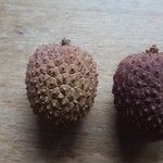 Litchi chinensis ഫലം