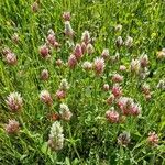 Trifolium incarnatumBlüte