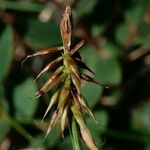 Carex macrostylos Floro