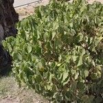 Abutilon grandifolium Frunză