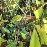 Asimina triloba Leaf