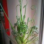 Albuca spiralis Folha