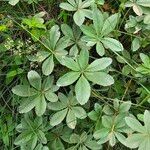 Potentilla valderia Likasa