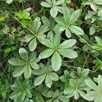 Potentilla valderia Leaf