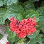 Clerodendrum splendens Flower