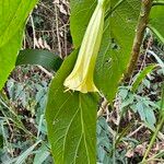 Brugmansia suaveolens Kukka