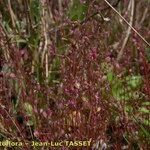 Hornungia procumbens Frucht