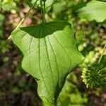 Smilax herbacea Levél