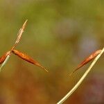 Carex pauciflora Ovoce