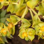 Euphorbia pithyusa Flower