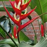 Heliconia bihai Blomma