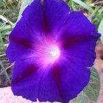 Ipomoea purpurea Floro