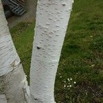 Betula utilis Ŝelo