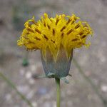 Thelesperma megapotamicum Lorea