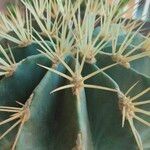 Ferocactus glaucescens Altro