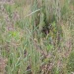 Bromus tectorum Flower