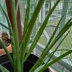 Allium ascalonicum Leaf