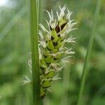 Carex melanostachya Φρούτο