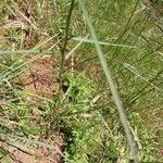 Sida linifolia Blatt