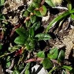 Helianthemum origanifolium Blatt