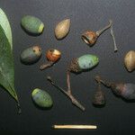 Ocotea ceanothifolia Fruit