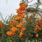 Pyracantha crenulata Kvet