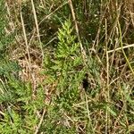 Peucedanum palustre Blad