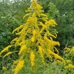 Solidago giganteaBlüte