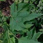 Kitaibelia vitifolia Leaf