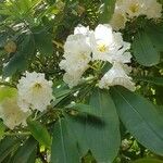 Rhododendron decorum Folha