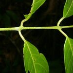 Siparuna cuspidata Bark