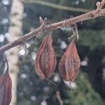 Halesia carolina Frukt