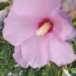 Hibiscus syriacusFlower