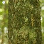 Siparuna decipiens Kabuk