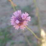 Armeria arenaria Цветок