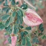 Crotalaria aculeata