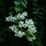 Bougainvillea × buttiana Blüte