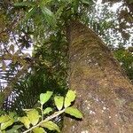 Dacrycarpus vieillardii Hábito