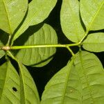 Peltostigma guatemalense Leaf